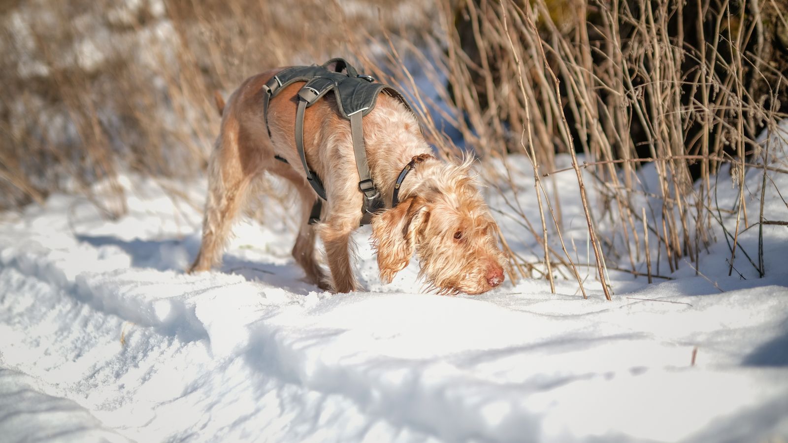 Drahthaariger Hund mit Geschirr schnüffelt mit gesenkter Nase auf einem verschneiten Weg