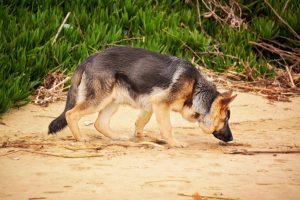 Deutscher Schäferhund mit der Nase am sandigen Boden bei der Spurensuche
